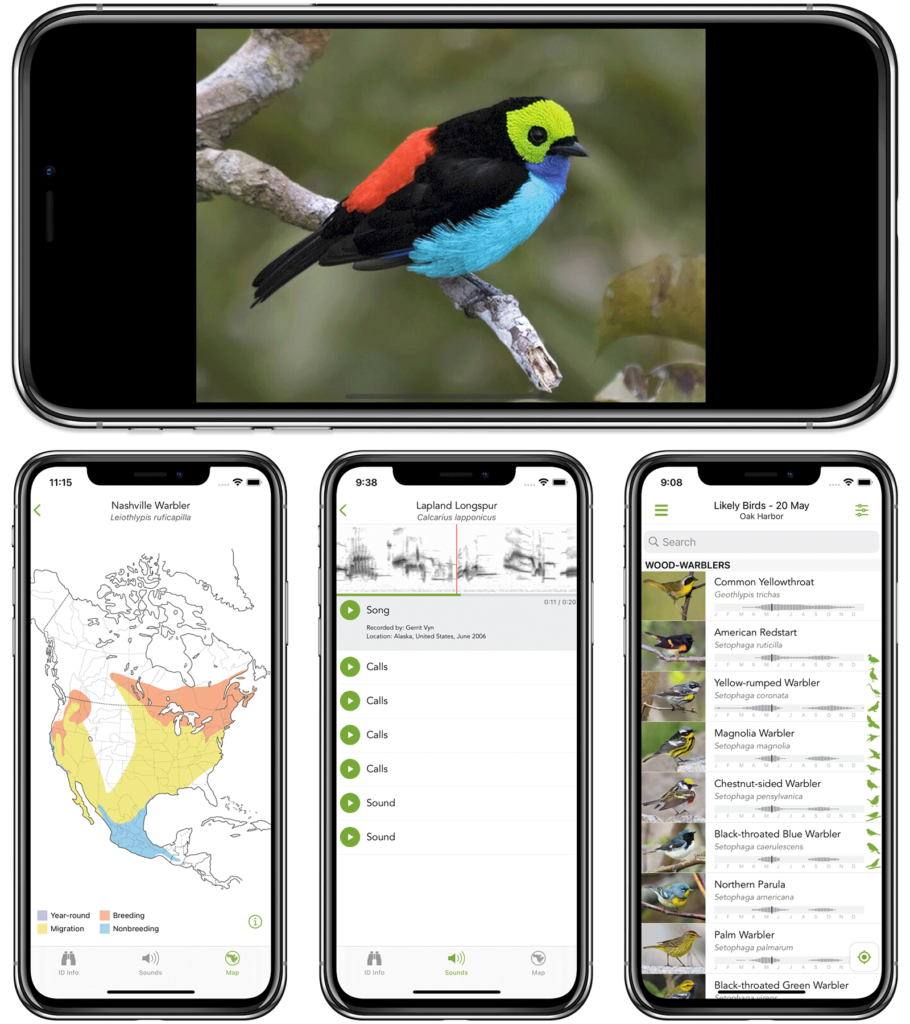 Merlin Bird App