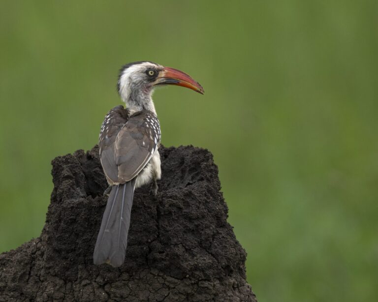 Red-billed Hornbill