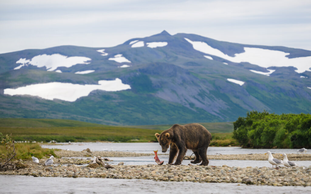 Brown bear catches a sockeye salmon in Katmai National Park