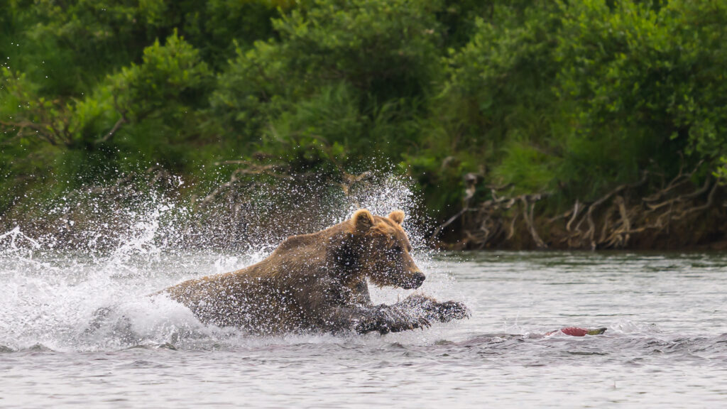 Brown bear chasing salmon in Katmai National Park