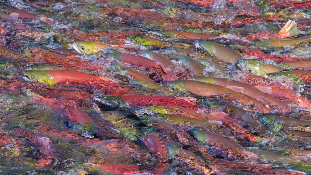 Sockeye salmon queuing to jump Brooks Falls