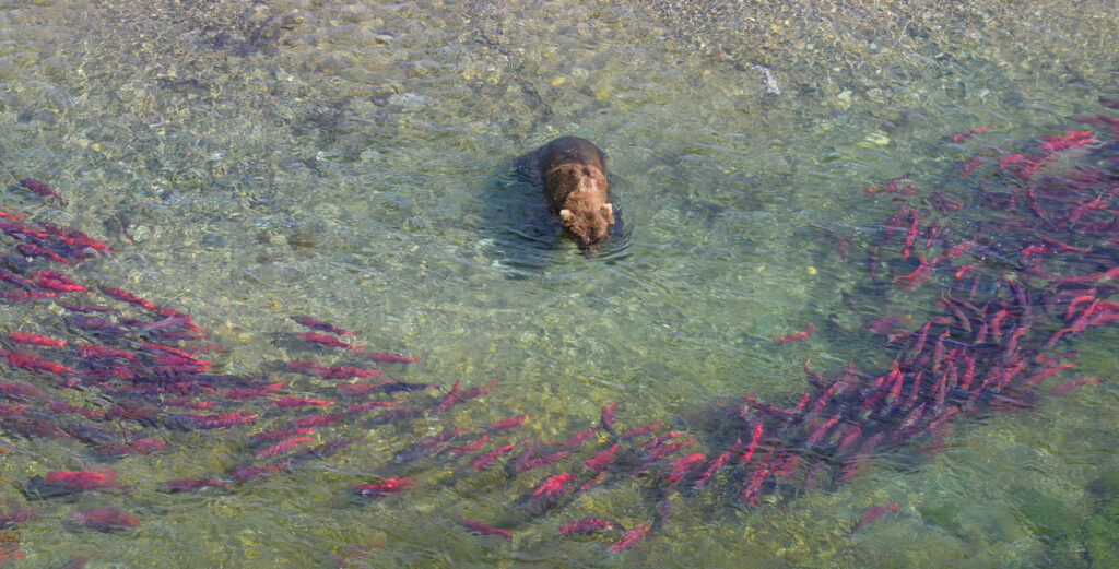 Brown bear fishing in a pool of sockeye salmon in Katmai National Park