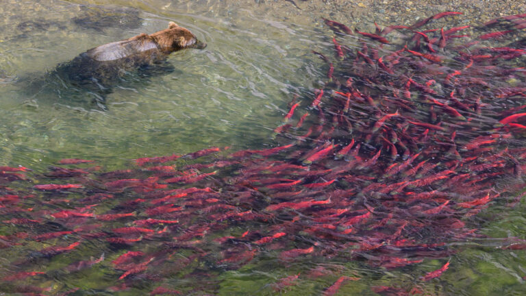 Brown bear fishing in a pool of sockeye salmon in Katmai National Park