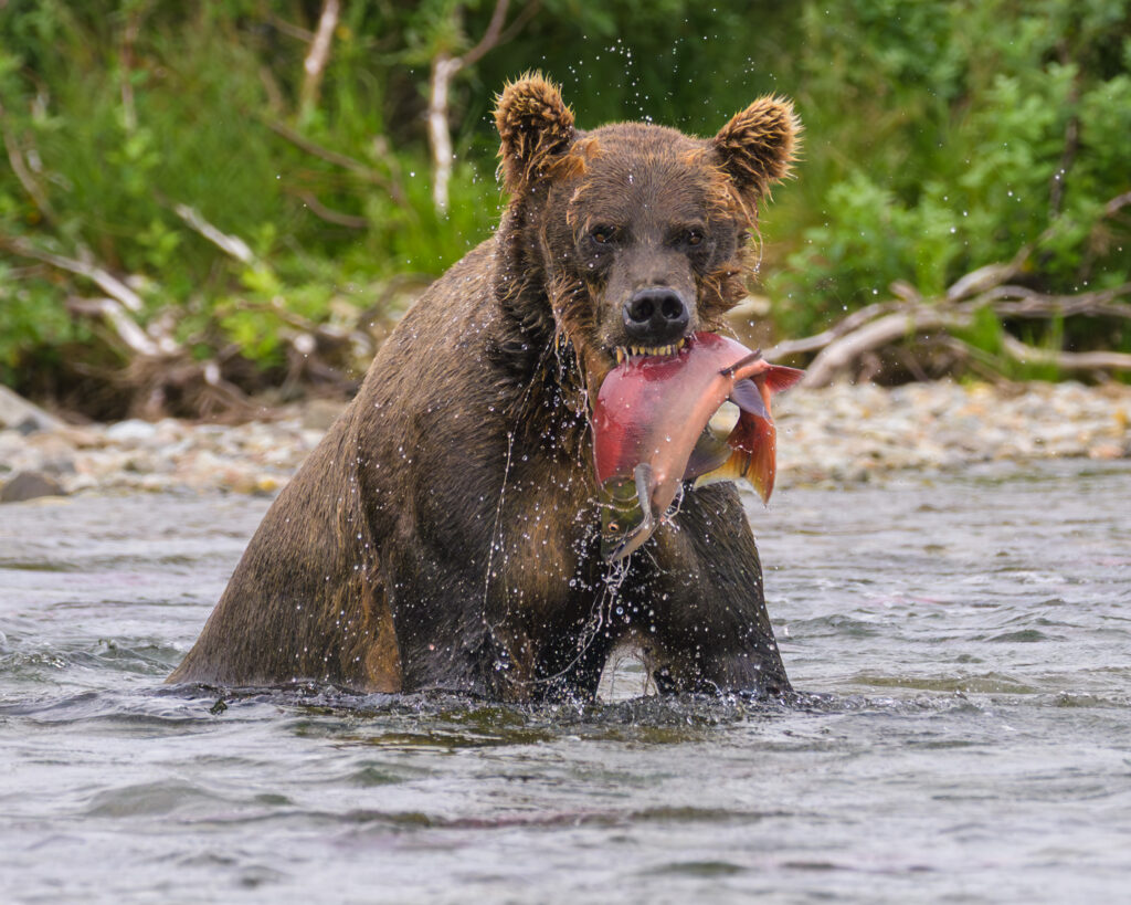 Brown bear with sockeye salmon in Katmai National Park