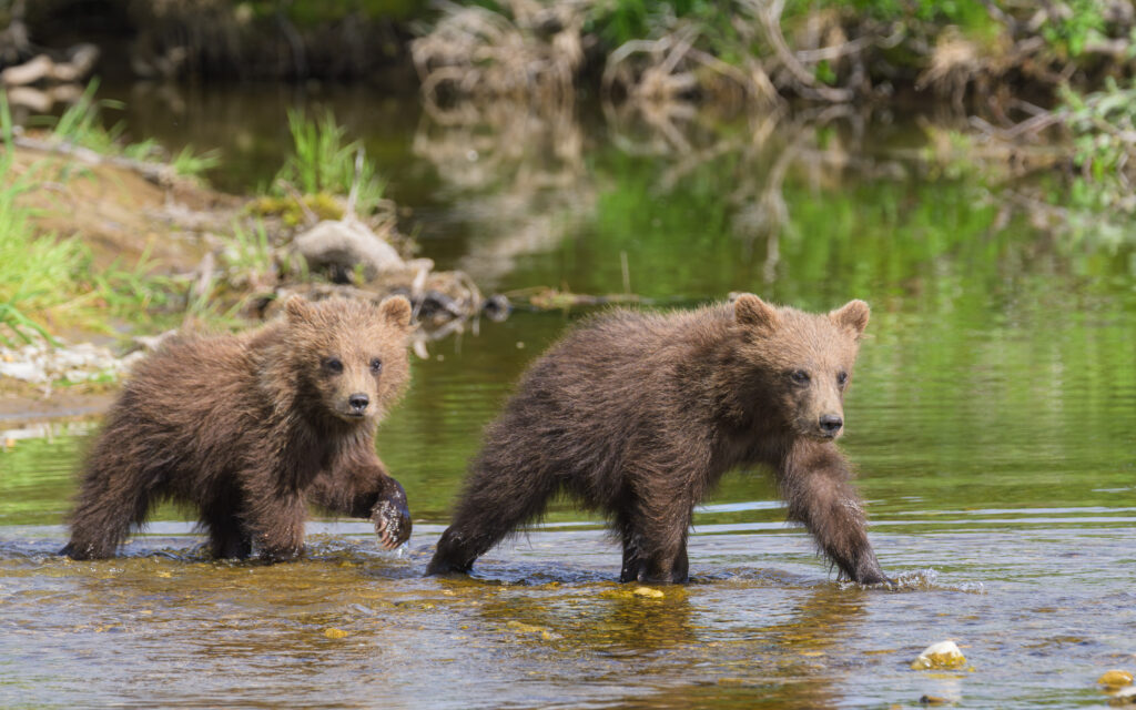 Brown bear cubs in Katmai National Park