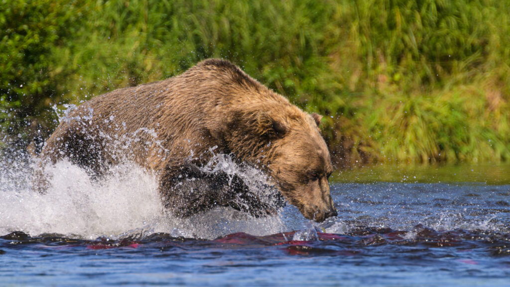 Brown bear fishing in Katmai National Park