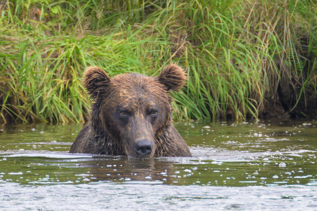 Brown bear fishing in Katmai National Park