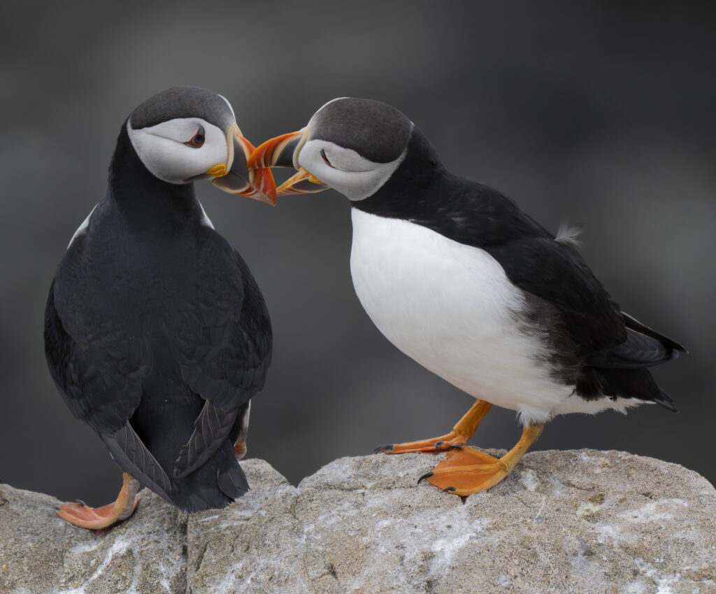 Puffin Disagreement