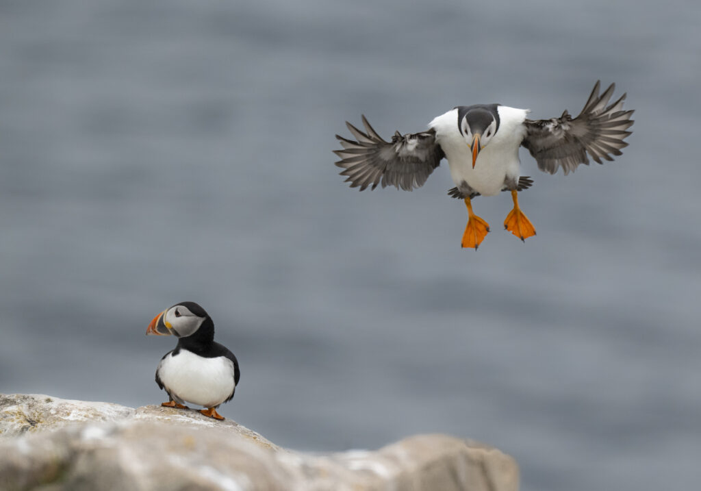 Landing Puffin at Bonavista Lighthouse