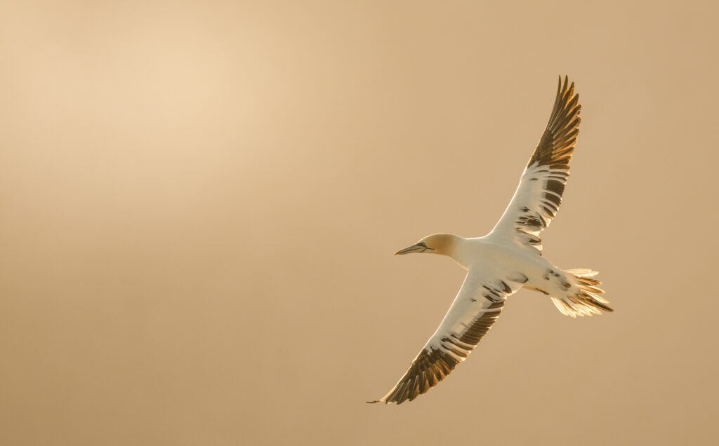 Juvenile Northern Gannet