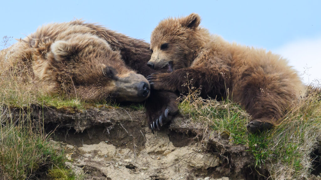 Brown bear sow and cub in Katmai National Park