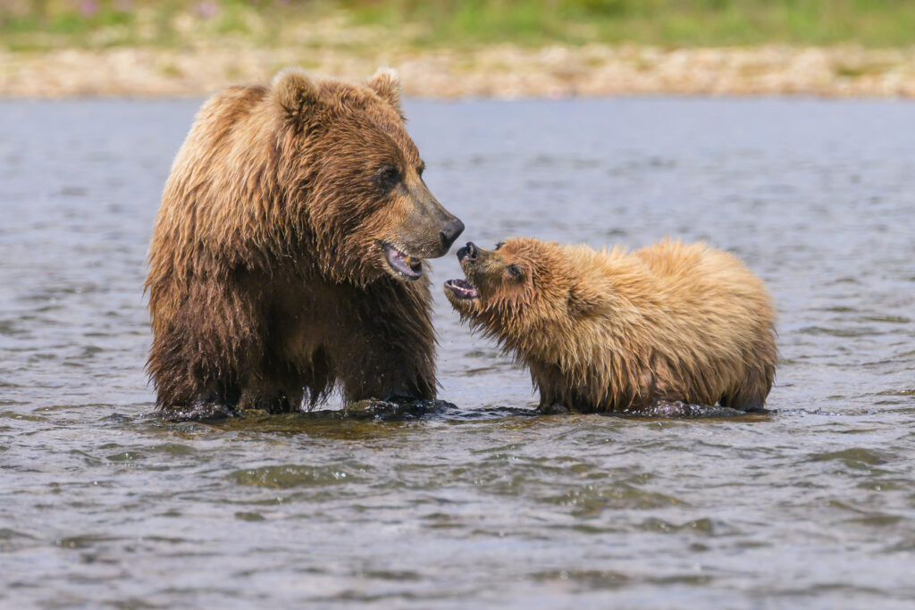Brown bear sow and cub in Katmai National Park