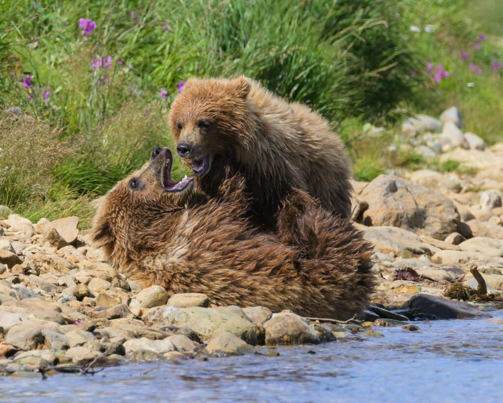 Brown bear cubs wrestling in Katmai National Park