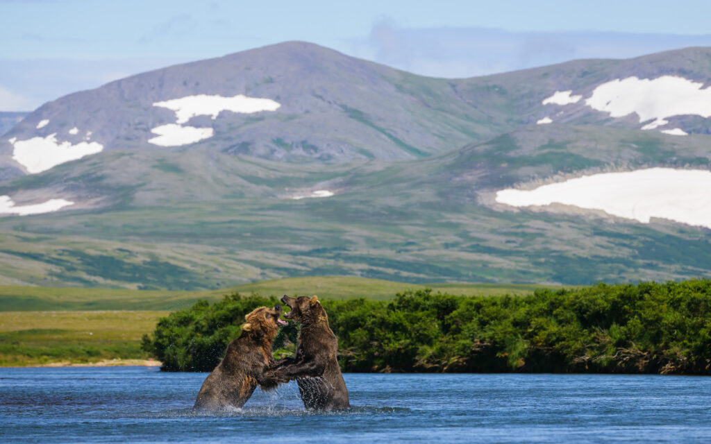 Brown bears sparring in Katmai National Park