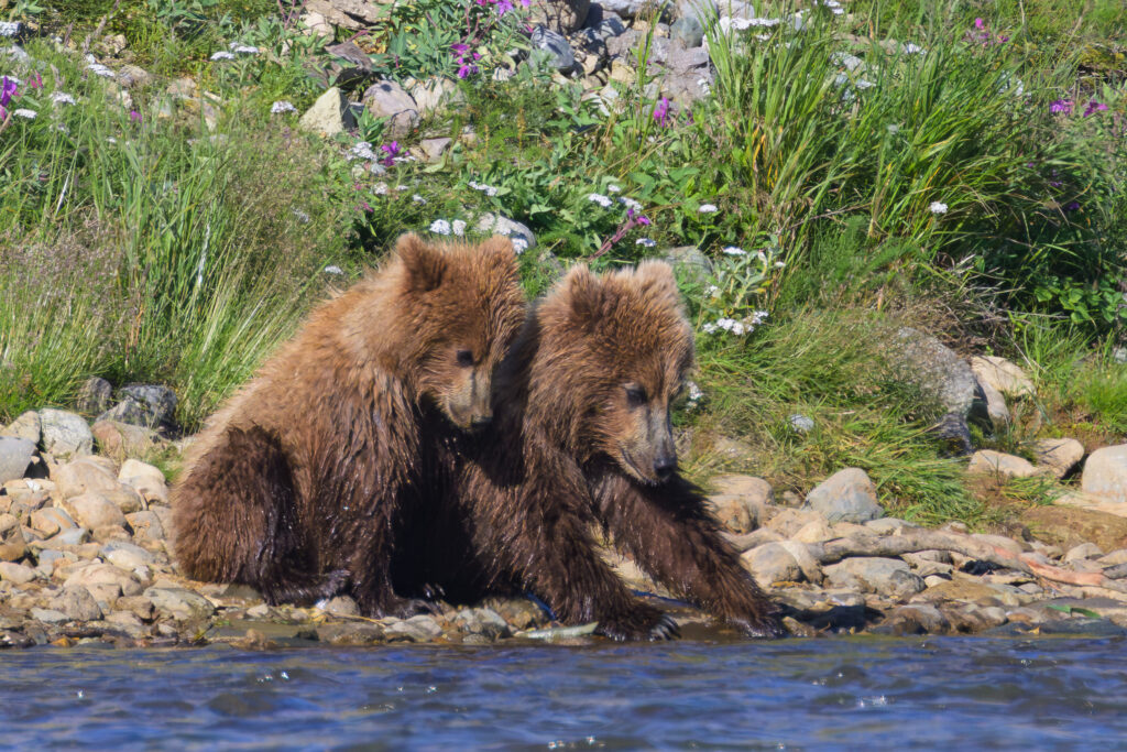 Brown bear cubs in Katmai National Park