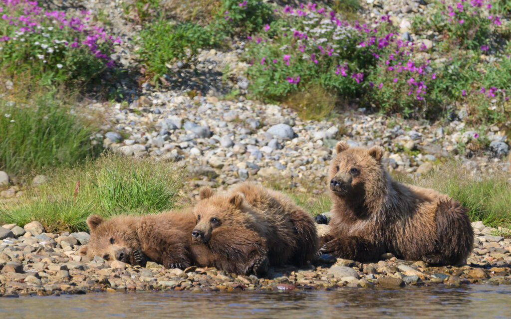 Brown bear cubs in Katmai National Park