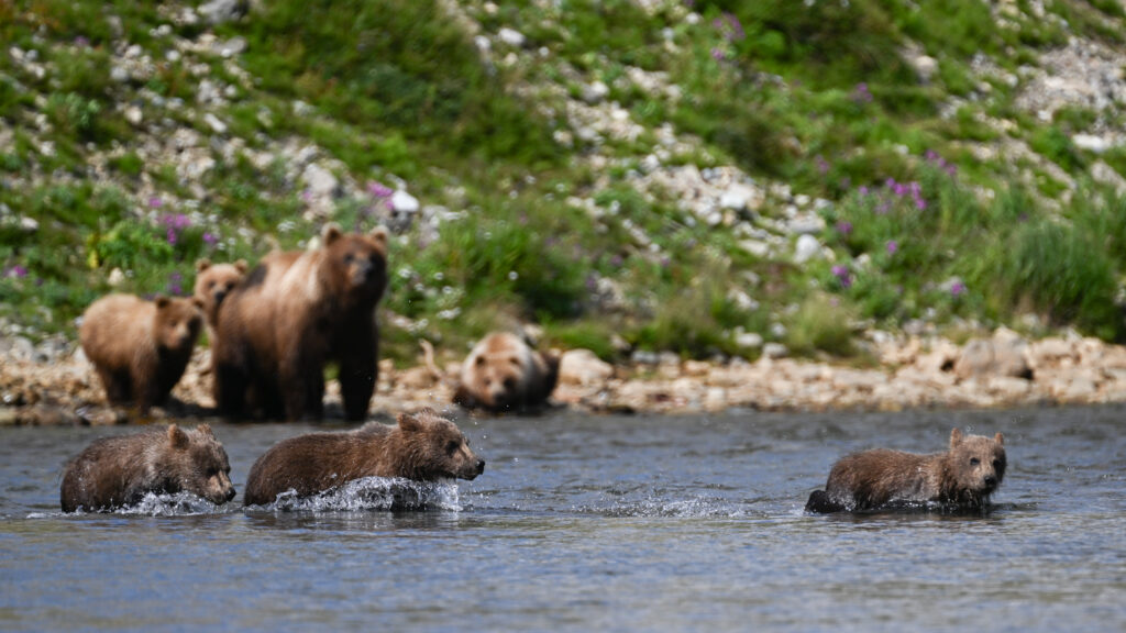 One brown bear family watches another cross the river