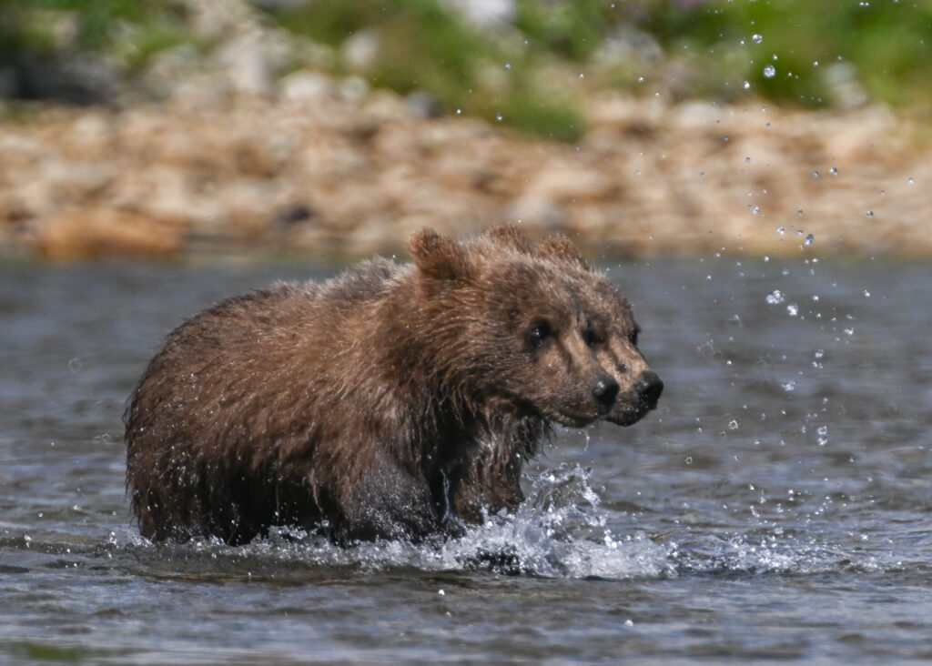 Brown bear cubs in Katmai National Park