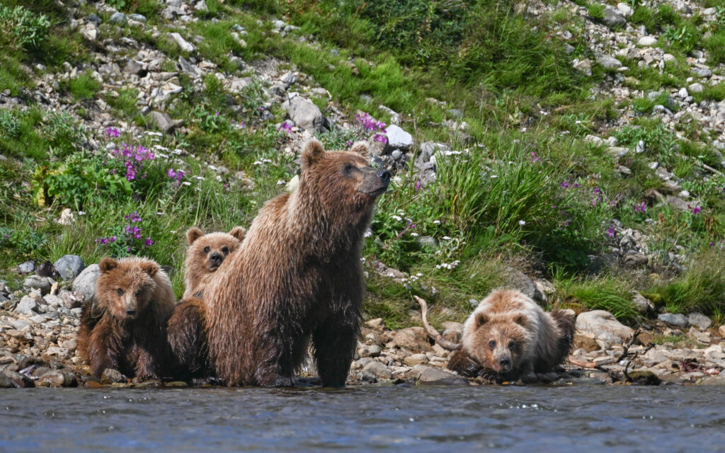 Brown bear sow and cubs in Katmai National Park