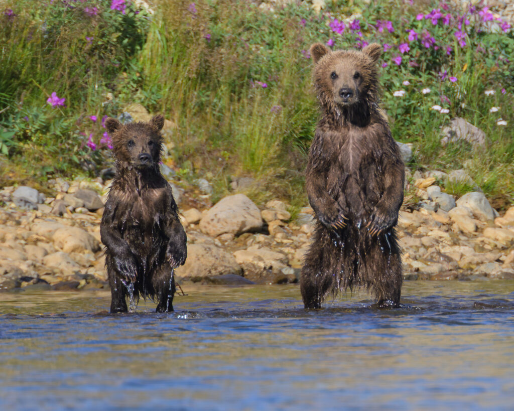 Brown bear cubs in Katmai National Park