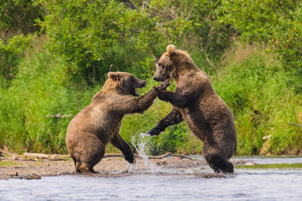 Brown bears sparring in Katmai National Park
