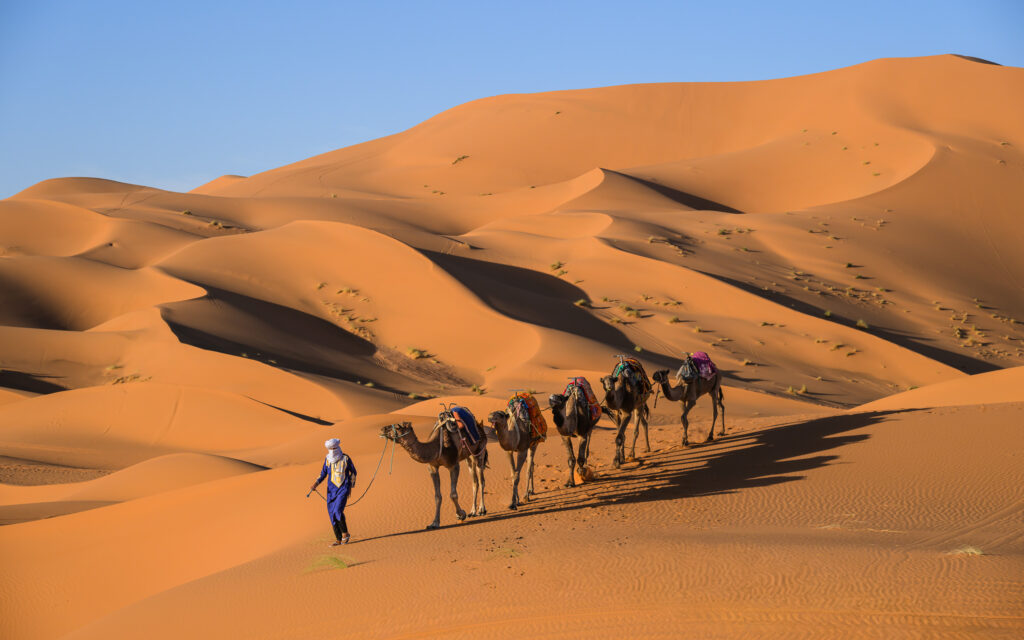 Camels in the Sahara Desert