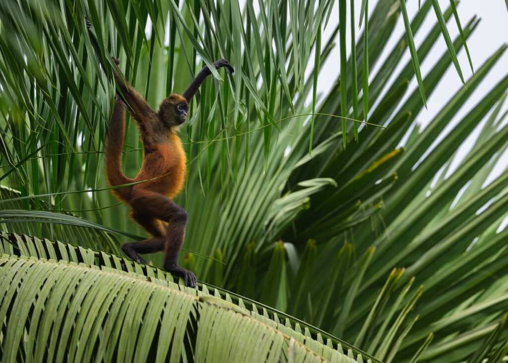 Spider Monkey