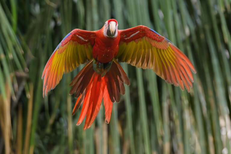 Scarlet Macaw