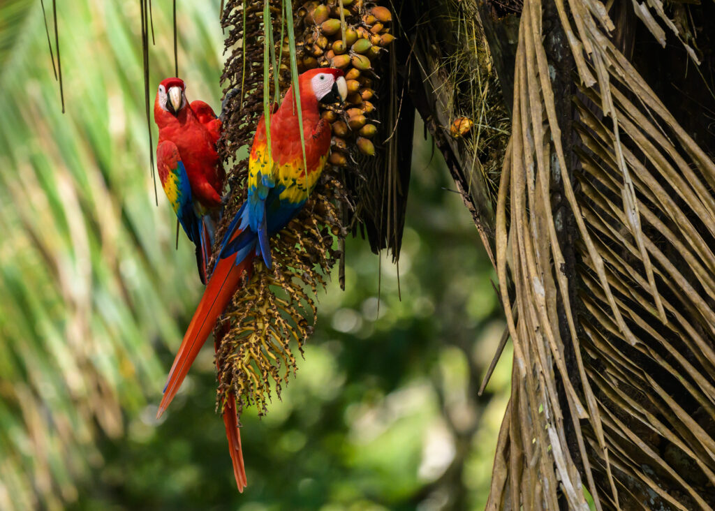 Scarlet Macaws