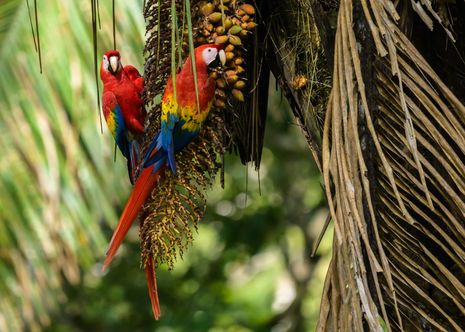 Scarlet Macaws