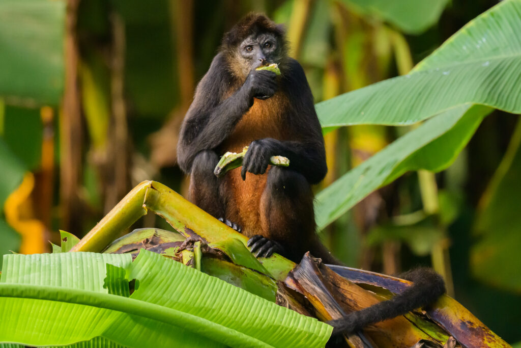 Spider Monkey