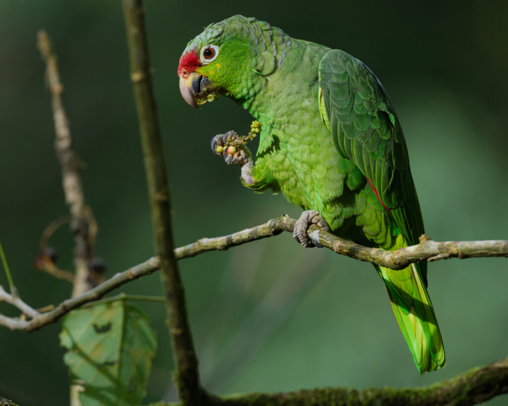 Red-lored Parrot