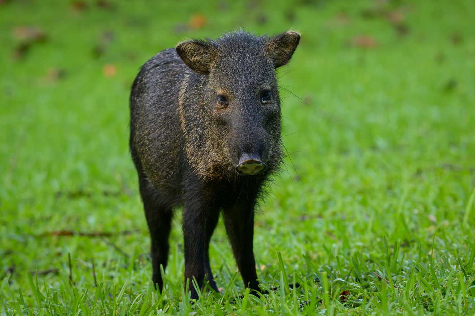 Peccary