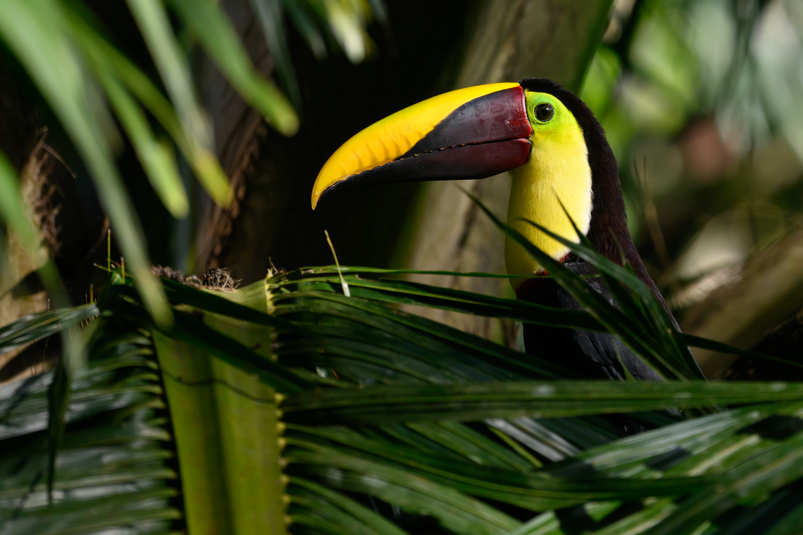 Toucan