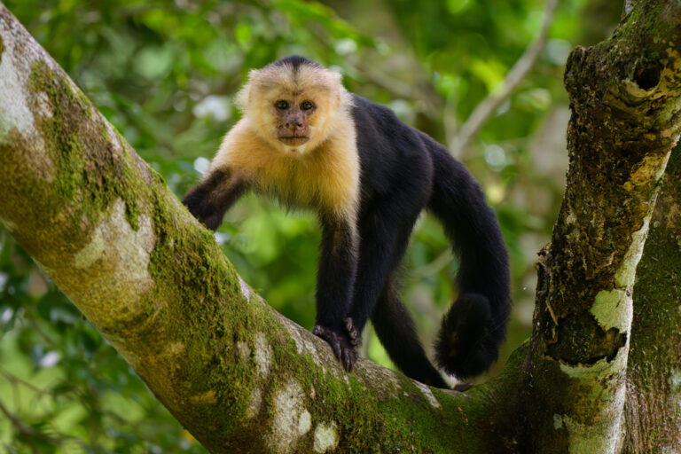 Capuchin Monkey