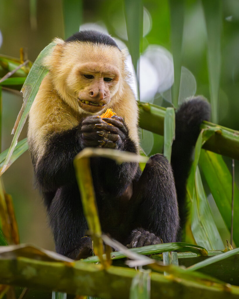 Capuchin Monkey