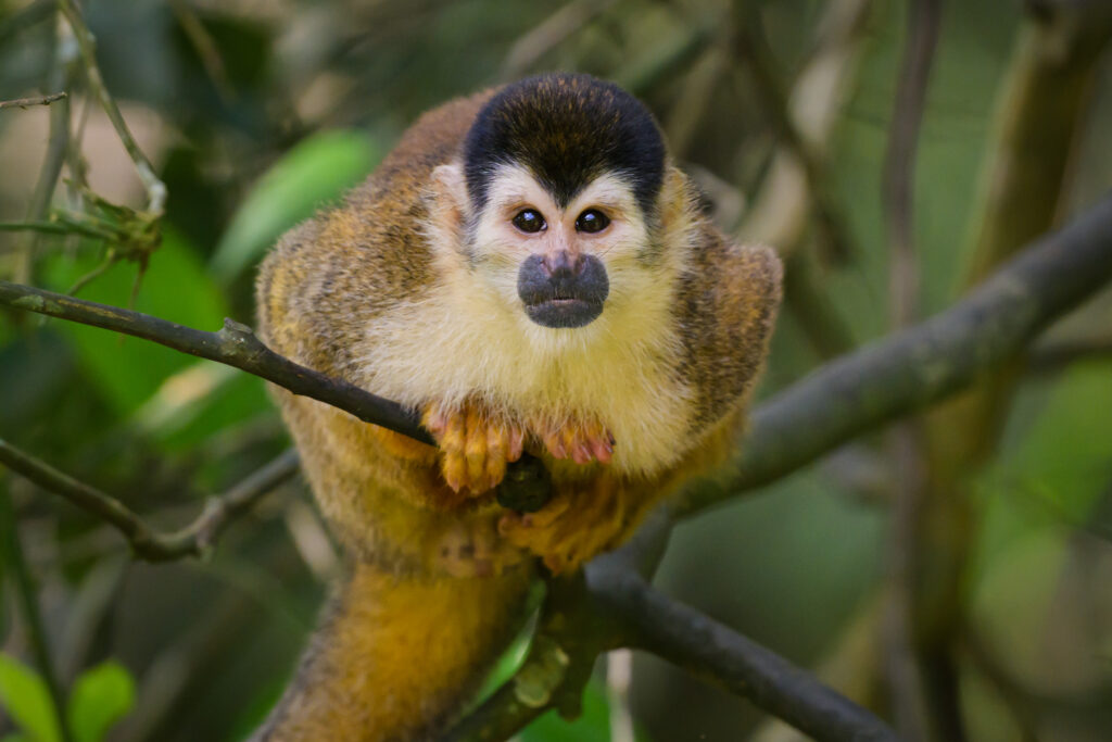 Squirrel Monkey