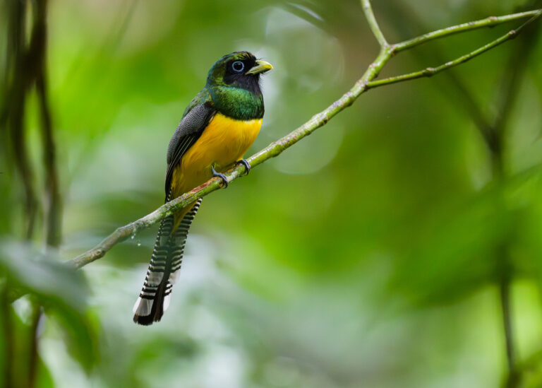 Gartered Trogon (male)