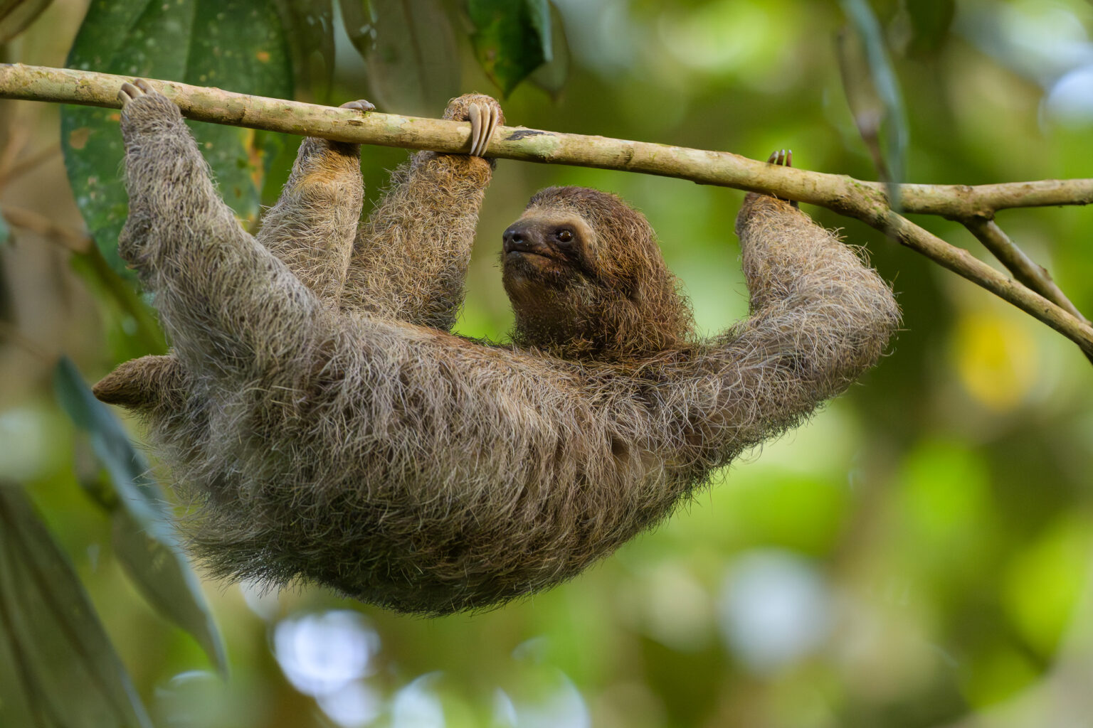 Three-toed Sloth