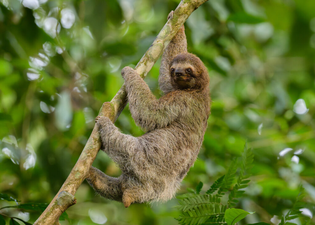 Three-toed Sloth