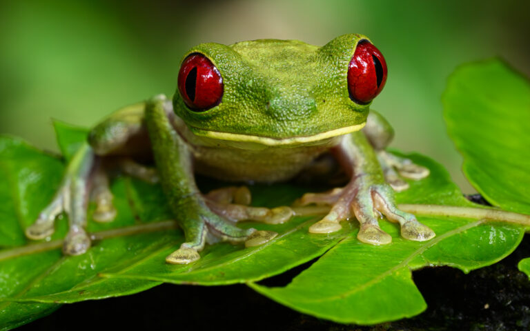 Red-eyed Tree Frog