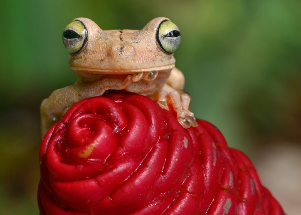 Gladiator Tree Frog