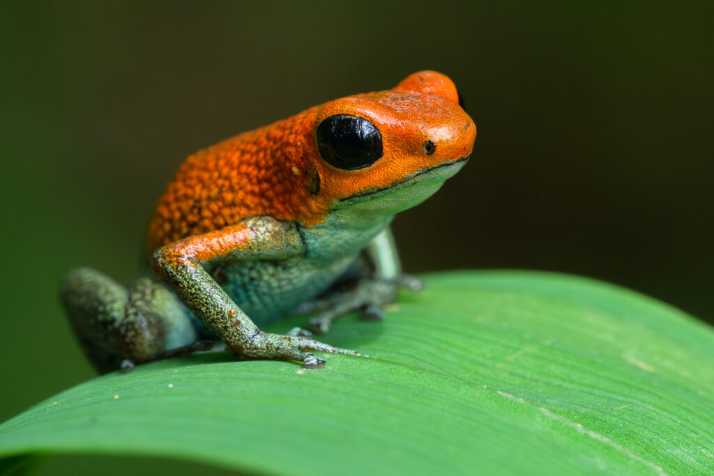Granular Poison Dart Frog