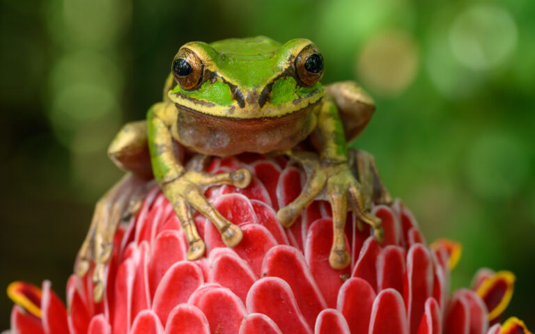 Masked Tree Frog