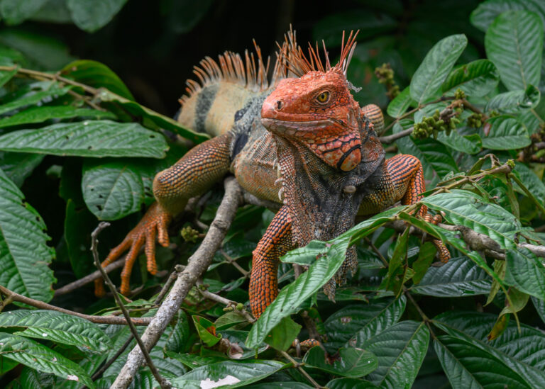 Green Iguana
