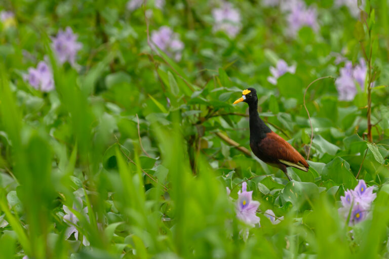 Northern Jacana