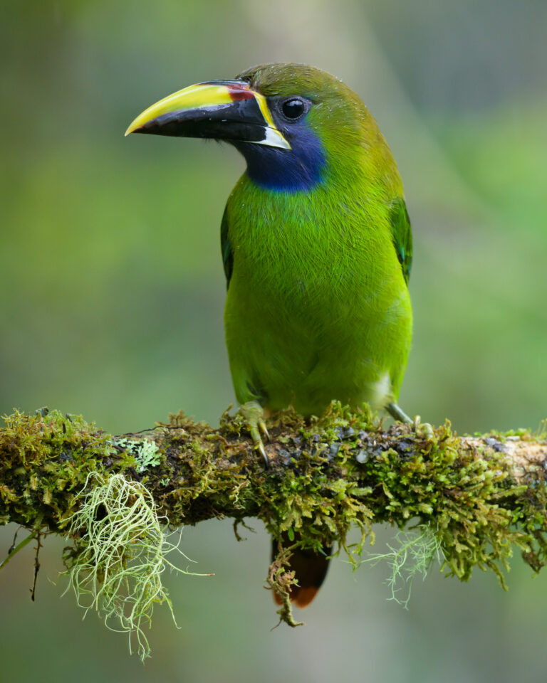 Northern Emerald Toucanet