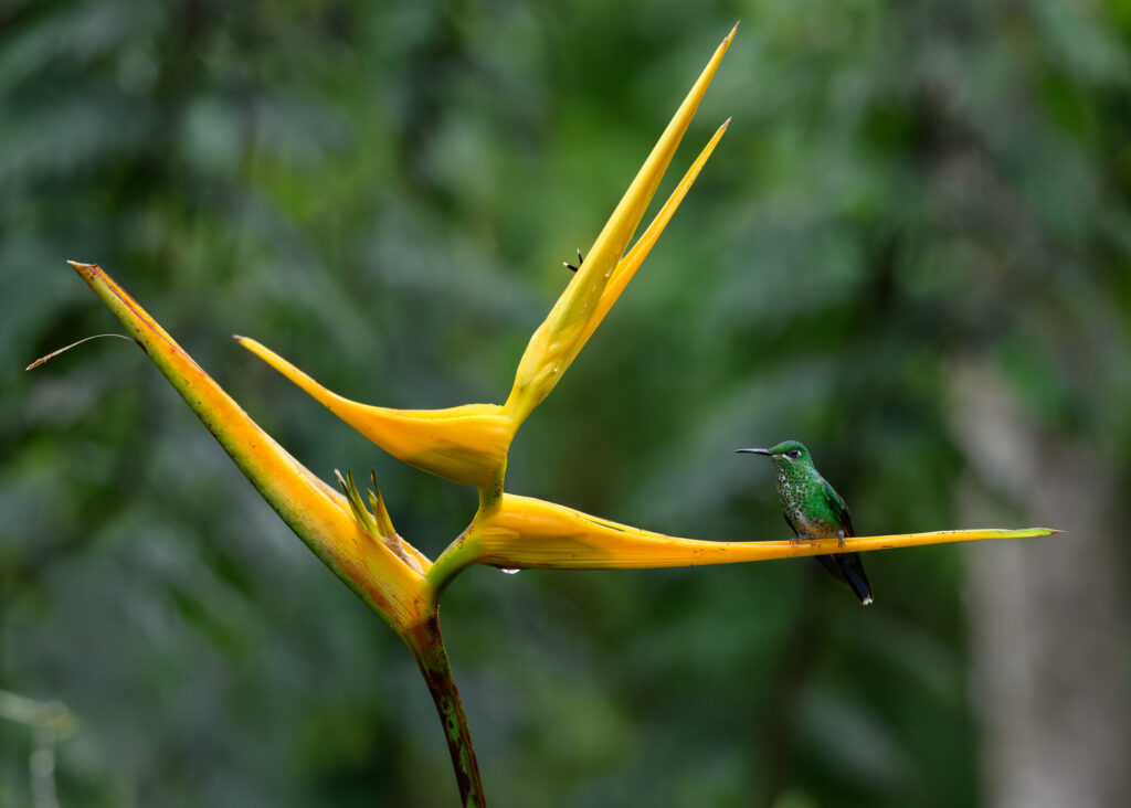 Green-crowned Brilliant Hummingbird