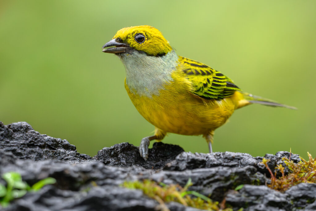 Silver-throated Tanager
