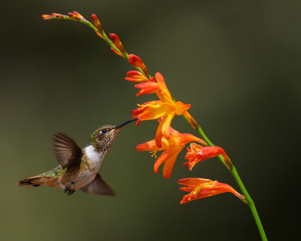 Volcano Hummingbird